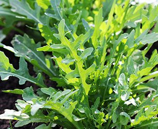 Arugula
