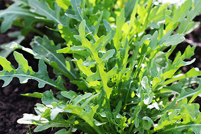 Arugula