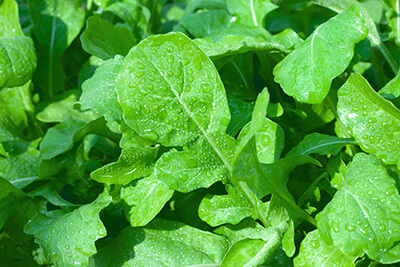 Arugula - Image 2