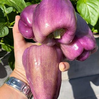 Lilac Pepper