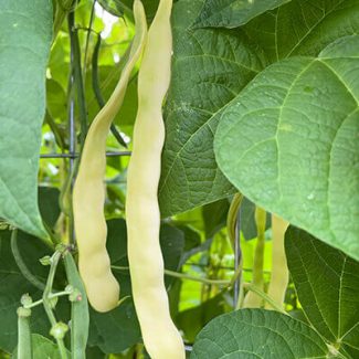 Marvel of Venice Pole Bean