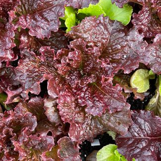 Merlot Lettuce