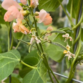 'Celebration' Runner Bean