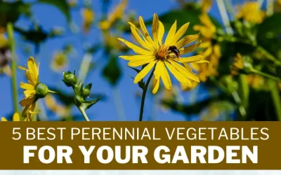 5 Best Perennial Vegetables for your Garden