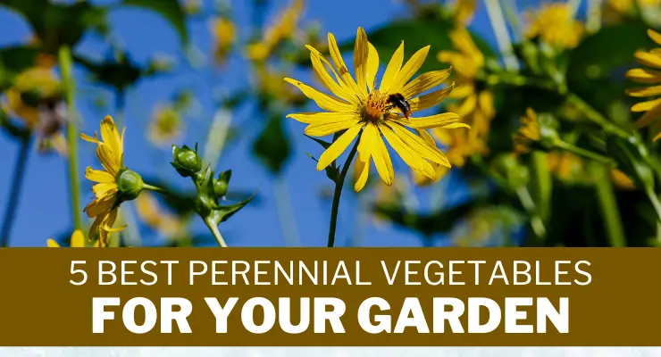 5 Best Perennial Vegetables for your Garden