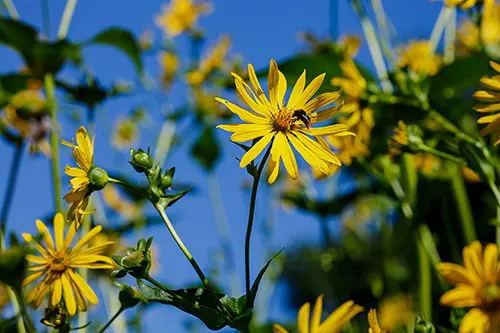 Jerusalem Artichokes