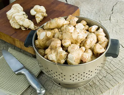 Jerusalem Artichokes