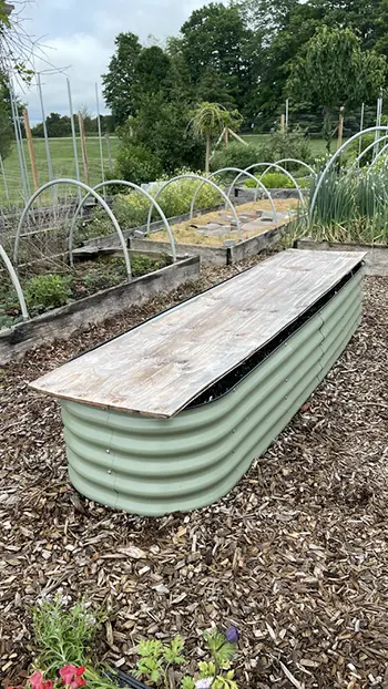 12 Tips for Growing the Best Carrots