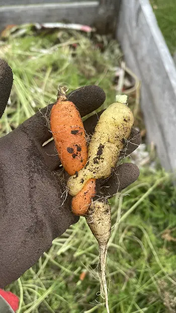 12 Tips for Growing the Best Carrots