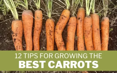 12 Tips for Growing the Best Carrots