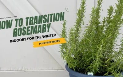 How to Transition Rosemary Indoors for the Winter