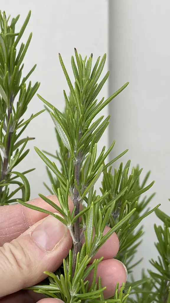 How to Transition Rosemary Indoors for the Winter