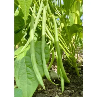 Cupidon French Bush Bean