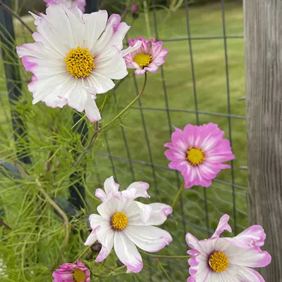 Cosmos, 'Julia's Garden Mix' - Image 8
