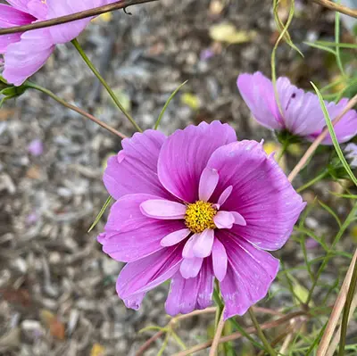 Cosmos, 'Julia's Garden Mix' - Image 6