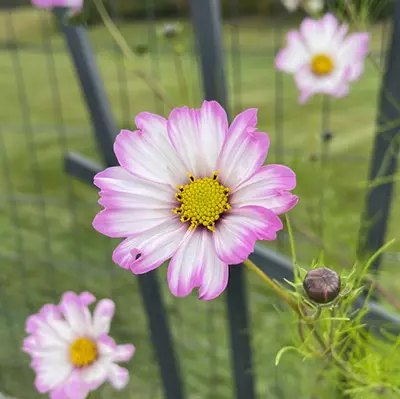 Cosmos, 'Julia's Garden Mix' - Image 7