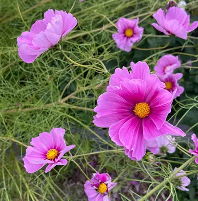 Cosmos, 'Julia's Garden Mix' - Image 5