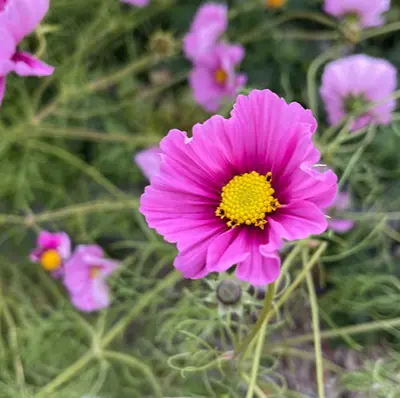 Cosmos, 'Julia's Garden Mix' - Image 3