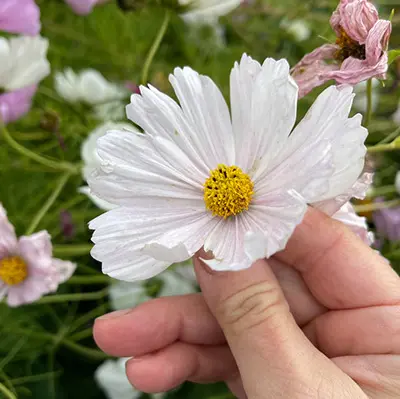 Cosmos, 'Julia's Garden Mix' - Image 4