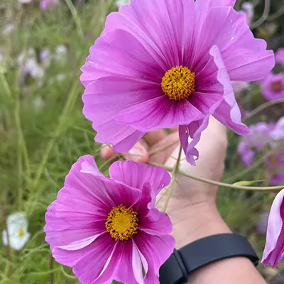 Cosmos, 'Julia's Garden Mix' - Image 2