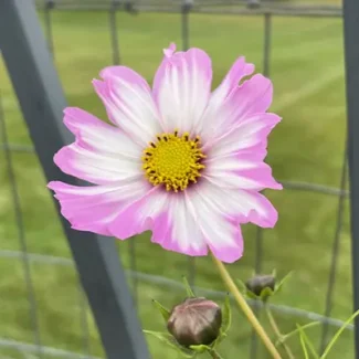 Cosmos Julia's Garden Mix