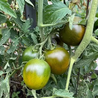 Kumato