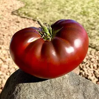Cherokee Purple