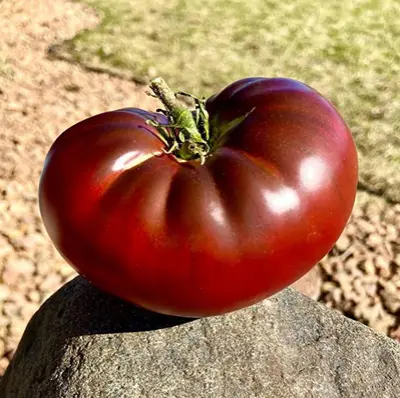 Cherokee Purple