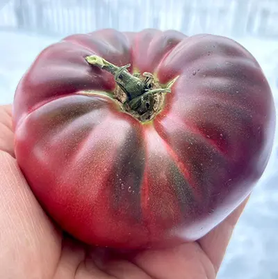 Cherokee Purple
