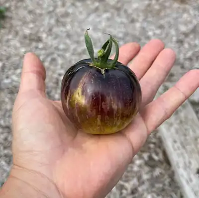 Prune D'Antan - Image 2