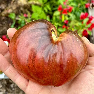 Crushed Heart - Julia Dimakos