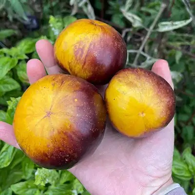 Prune D'Antan