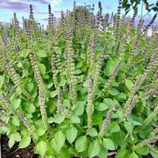 Holy Basil