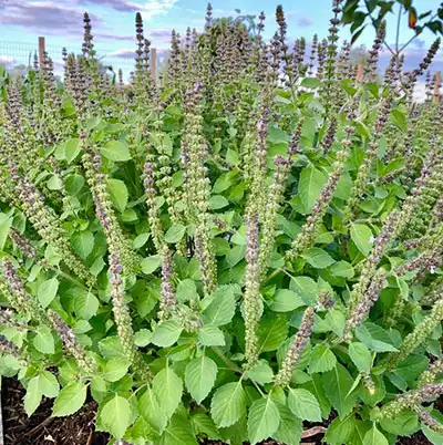 Holy Basil