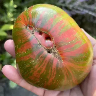 Pink Berkeley Tie Dye Tomato