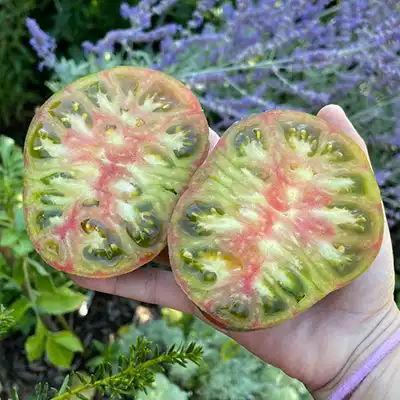 Pink Berkeley Tie Dye Tomato