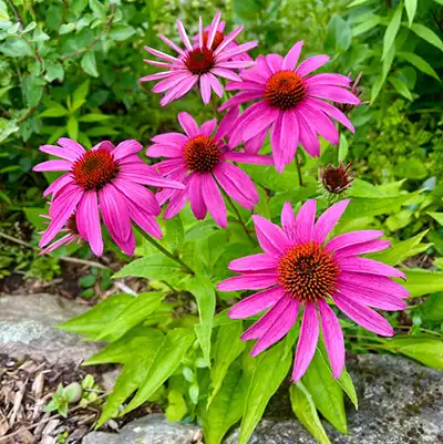 Echinacea Purple Coneflower