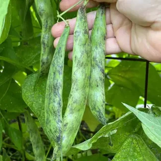 Khabarovsk Dry Pole Bean