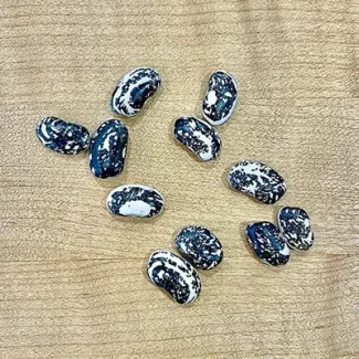 Haudenosaunee Skunk Dry Bean