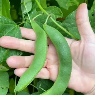 Moldovanesti Buffalo Runner Bean