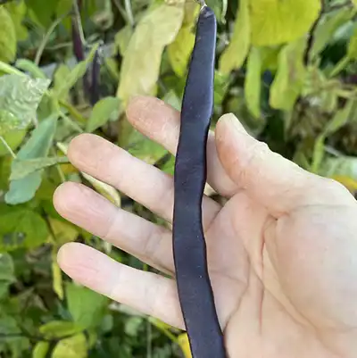 'Kew Blue' Snap Pole Bean - Image 2
