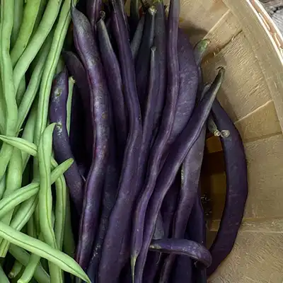 'Kew Blue' Snap Pole Bean - Image 3