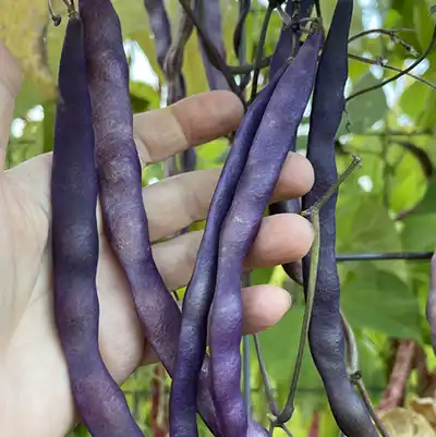 Kew Blue Snap Pole Bean