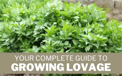 Your Complete Guide to Growing Lovage