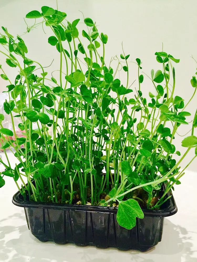 Microgreens Growing Project