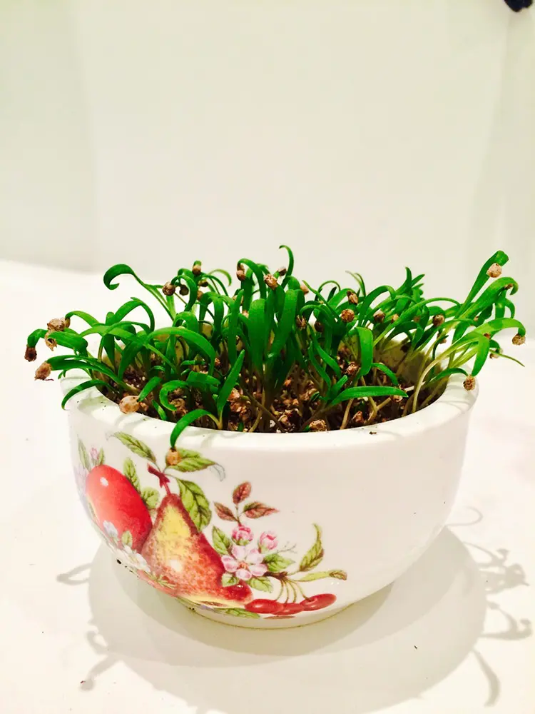 Microgreens Growing Project