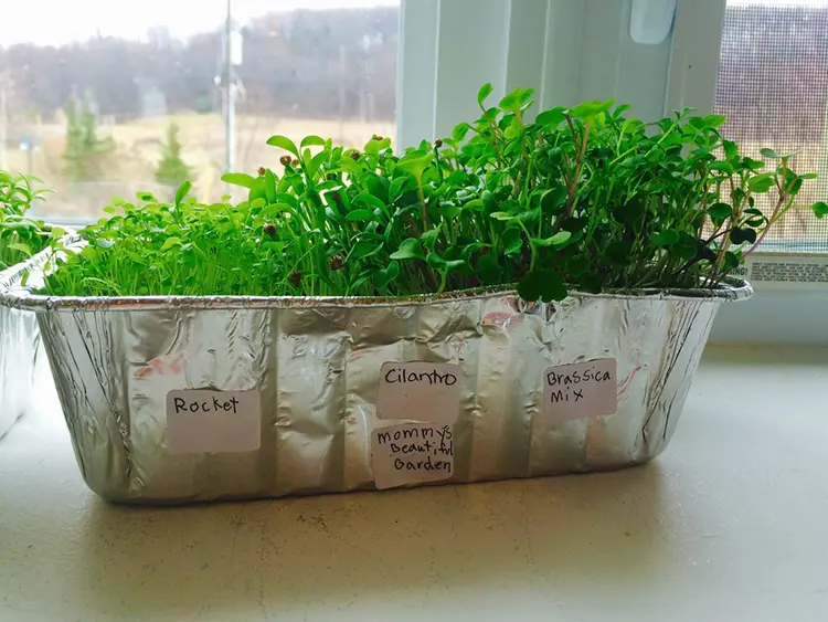 Microgreens Growing Project