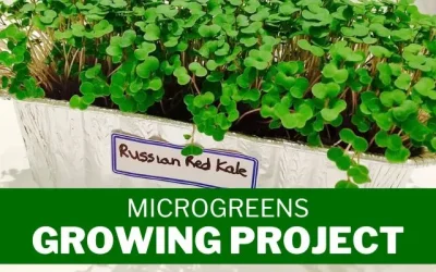 Microgreens Growing Project