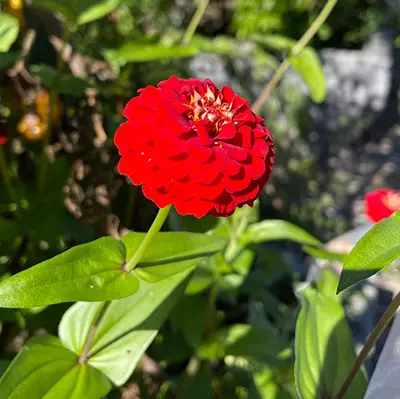 Zinnia 'Oklahoma Scarlet' - Image 2
