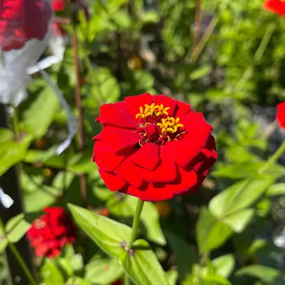 Zinnia 'Oklahoma Scarlet' - Image 3